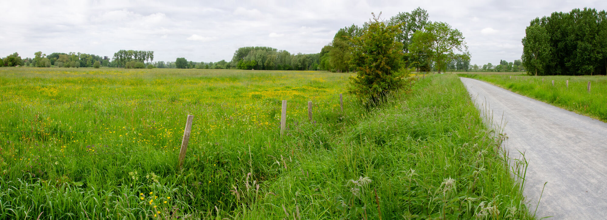 soortenrijke weide langs halfverhard fietspad