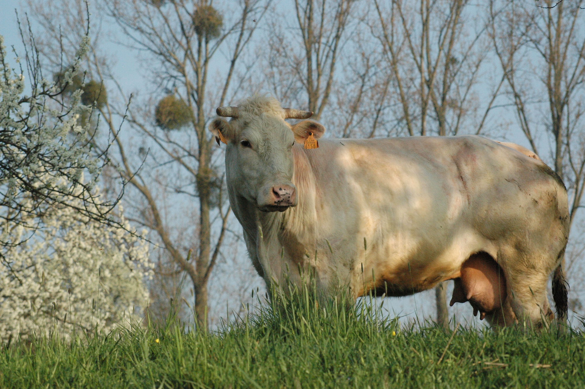 foto koe in soortrijk grasland