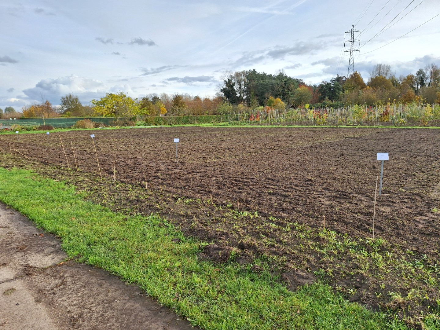 zaailingen in volle grond