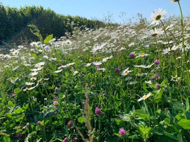 veldbloemen op perceelsrand