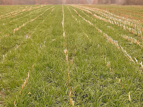 Onderzaai van gras in mais