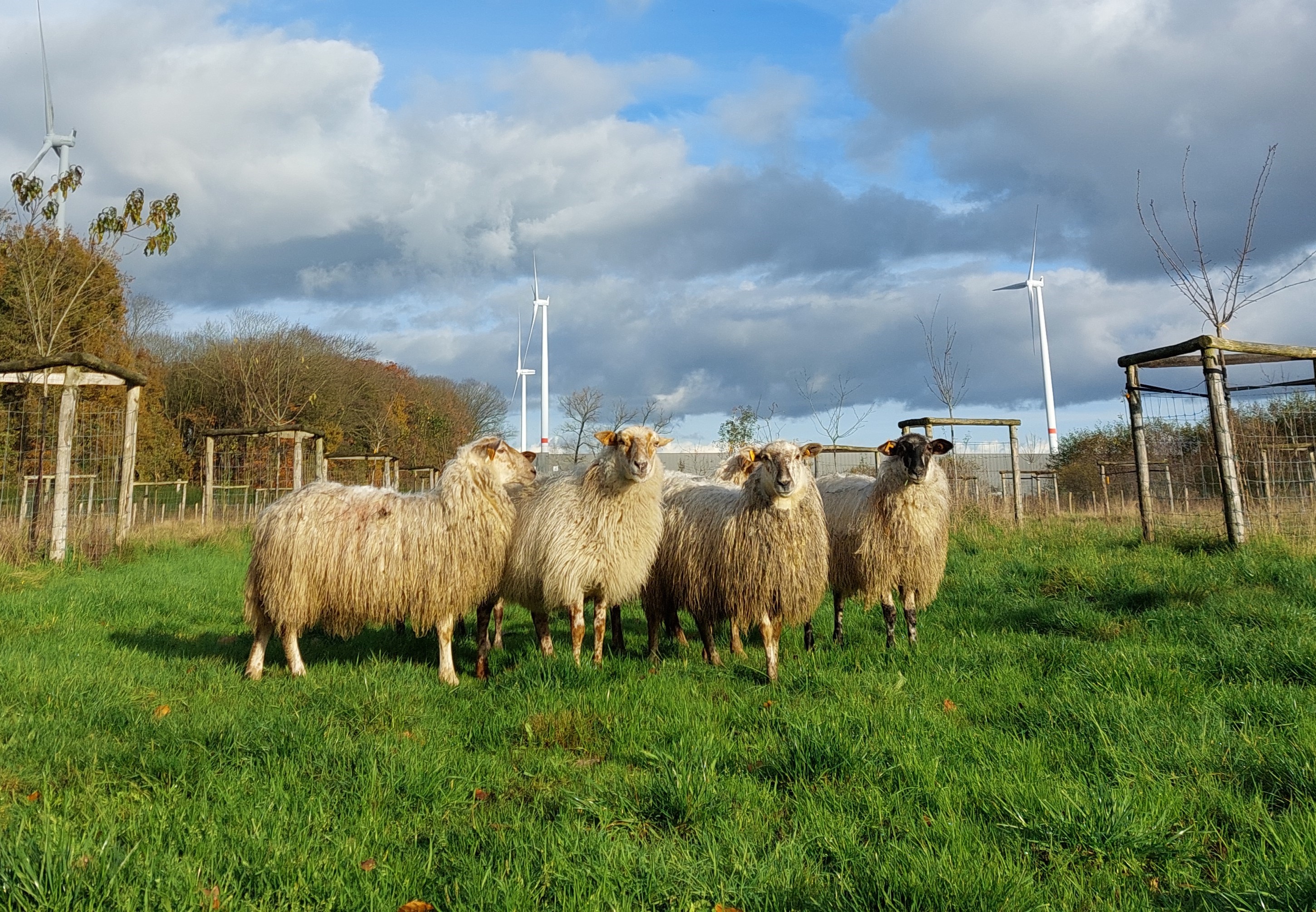 schapen begrazen Rieme Noord