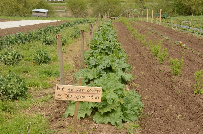 Foto toont gezaaide groenten met boodschap nog niet oogsten